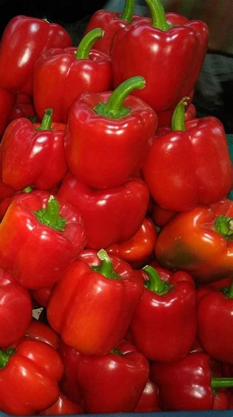 A Grade Inch Fresh Red Capsicum For Cooking Pan India At Rs Kg