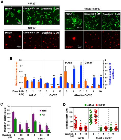 Dasatinib Inhibits Cell Aggregation Migration And Invasion In Vitro