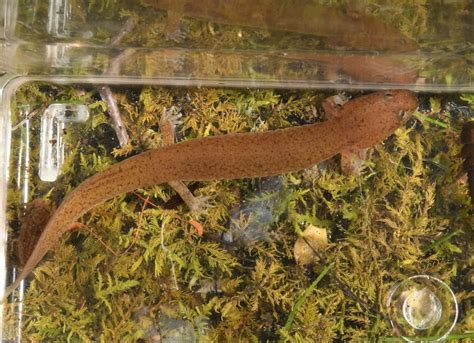 Kentucky Spring Salamander In April By Joe Girgente Red Or Spring