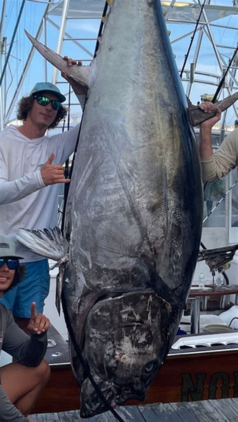 Bluefin Tuna Record