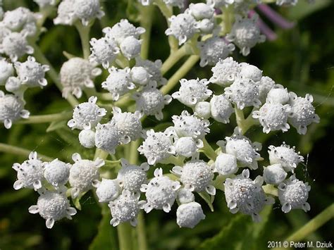 Parthenium integrifolium (Wild Quinine): Minnesota Wildflowers