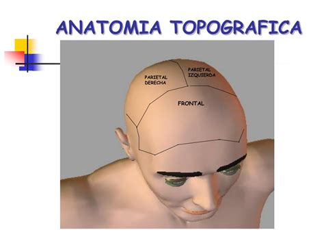 Ppt Anatom A Topogr Fica Forense Powerpoint Presentation Free