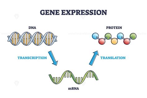 Gene Expression With DNA Transcription MRNA And Translation Outline