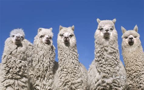 Llama Laptop Wallpapers - Top Free Llama Laptop Backgrounds ...