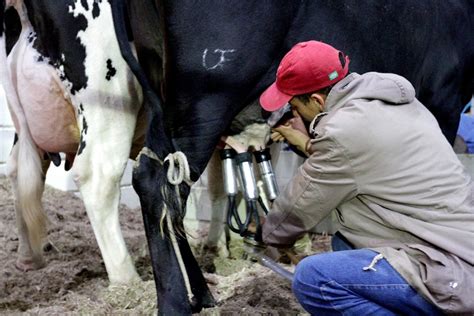 Mato Grosso ambiciona liderar produção nacional de leite Canal do Leite