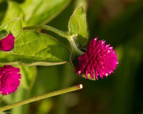 Amor Seco Plantas Comunes En Medellín · Naturalista Colombia