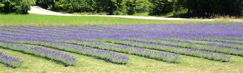 Lavender Crème Brulee No Torch Needed Art Of Natural Living