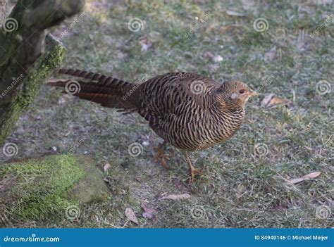 Golden Pheasant Stock Photo | CartoonDealer.com #84940146