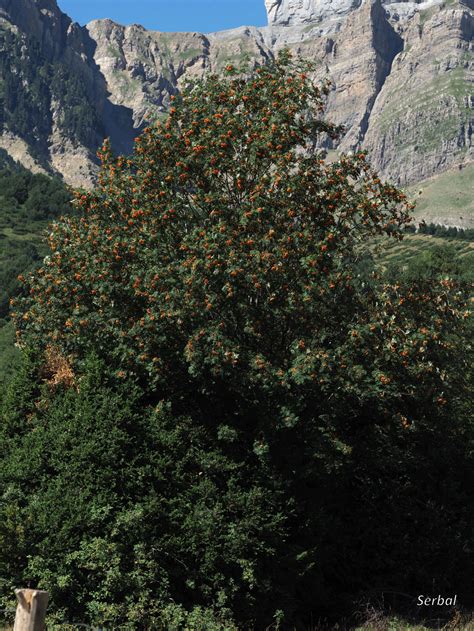 Sorbus Aucuparia Serbal De Los Cazadores Naturaleza Para Todos