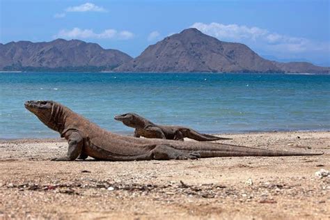 Harga Tiket Masuk Pulau Komodo Resmi Naik Jadi Rp Juta