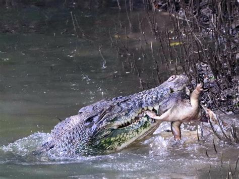 Huge Croc Gobbles Up Monitor Lizard In Sungei Buloh As Man Captures Epic Feast On Camera