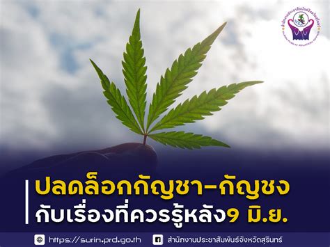 เรื่องควรรู้ ปลดล็อกกัญชา กัญชง พ้นยาเสพติด มีผล 9 มิย