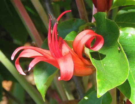 Brunsvigia Josephinae Flower Of Brunsvigia Josephinae Ama Flickr