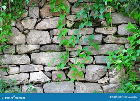 Stone Wall With Ivy Stock Image Image Of Growing Leaf 53615207