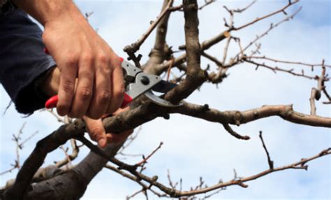 Tree Trimming & Pruning: Tips & Techniques - Call: 068 474 7303