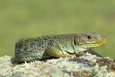 How do reptiles regulate their temperature?