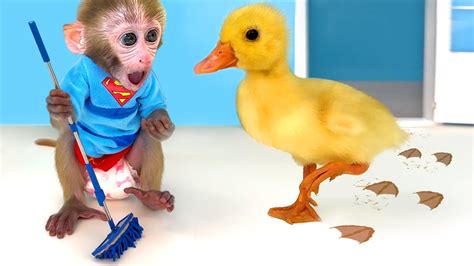 Monkey Baby Bon Bon Takes A Bath With Duckling In The Bathtub And Eats