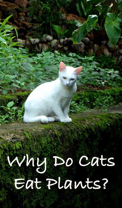 Why Do Cats Eat Plants And How To Stop Them Doing It