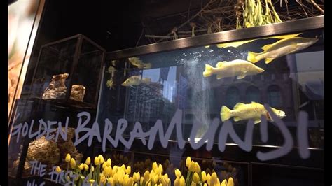 Mainstream Aquacultures Beautiful Golden Barramundi Part Of David