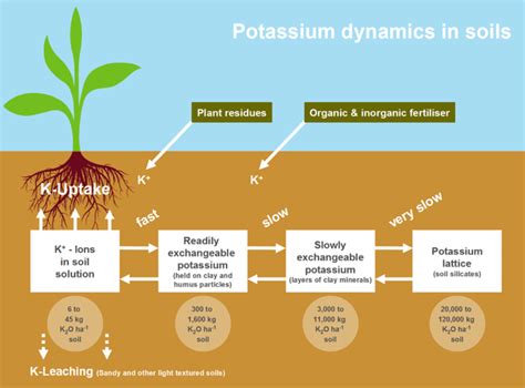 How To Increase Potassium Availability In Soils And Uptake With