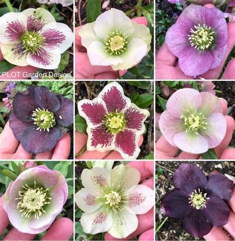 Handsome Hellebores HerOutdoorz Garden Designer And Nature Writer