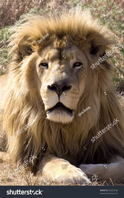 Panthera Leo King Of The Wild An Adult Male Lion Resting In The