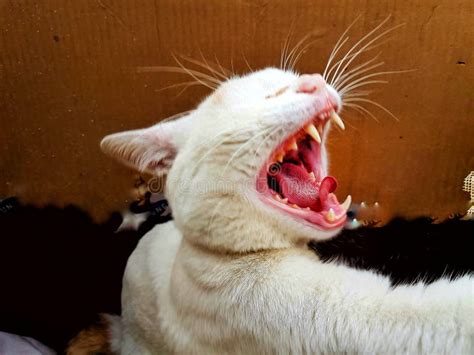 Screaming Cat Stock Image Image Of Portrait Hunger 26235315