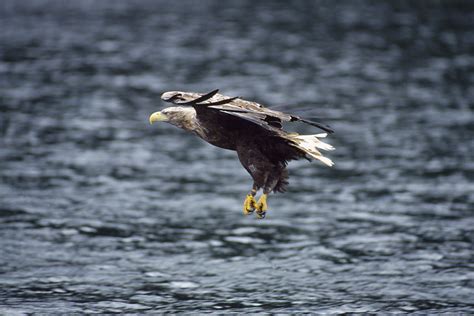 White Tailed Eagle Roy Dennis Wildlife Foundation