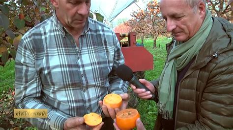 Come Riconoscere Quando I Cachi E Le Mele Sono Maturi Giardino Del