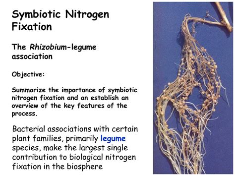 Ppt Symbiotic Nitrogen Fixation The Rhizobium Legume Association