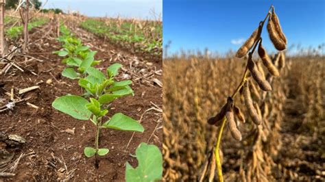 Semeadura De Soja Em Mato Grosso Avan Os E Desafios Na Safra