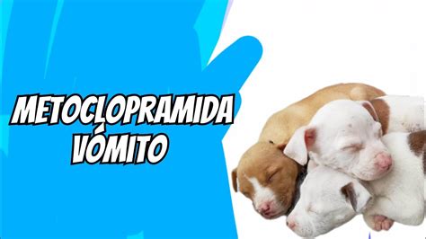 Metoclopramida En Perros Para Que Sirve Y Cuanto Darles Youtube