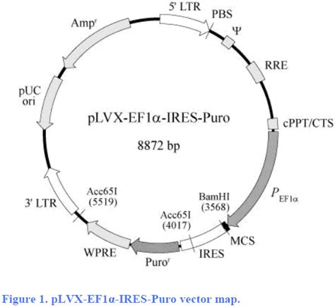 pLVX EF1α IRES Puro质粒图谱载体图谱序列价格抗性测序引物大小等信息 生物风载体