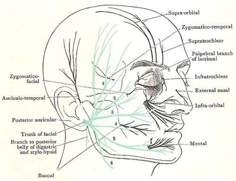 Facial Nerve Facial Nerve Facial Facial Anatomy