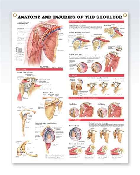 Injuries of the Shoulder Exam Room Anatomy Poster – ClinicalPosters