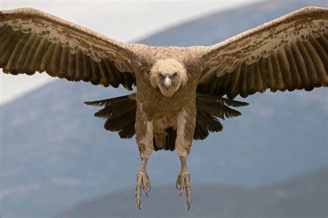 Premium Photo | Griffon vulture bird flying in the wild