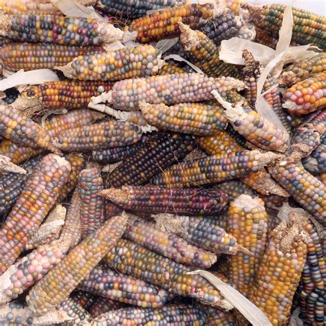 Corn Glass Gem Daggawalla Seeds