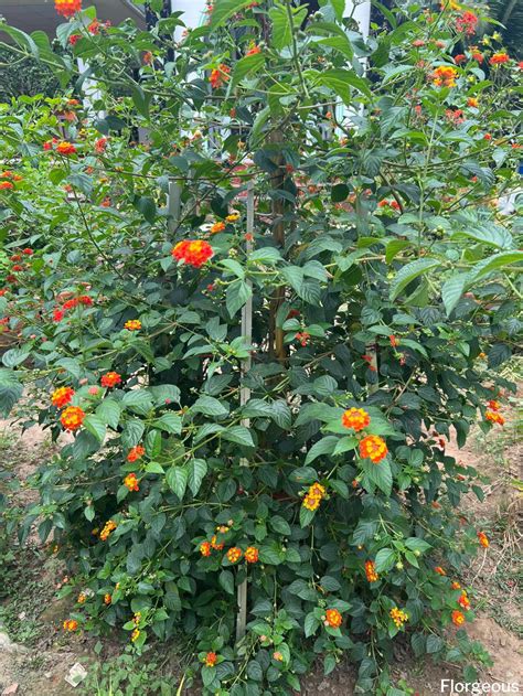 How To Grow And Care For Lantana Plants Florgeous