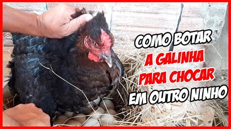 Como Botar Uma Galinha Para Chocar Chocar Galinha Em Outro Ninho