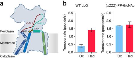 Disulfide Cross Linking Of El5 To The Tm Domain Of Pglb A Schematic Download Scientific