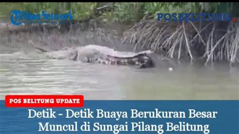 Video Buaya Berukuran Besar Muncul Di Sungai Pilang Belitung Begini