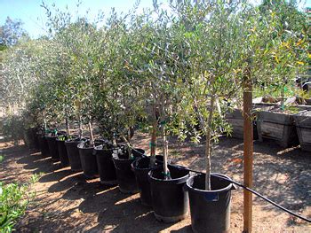 Olive Tree Farm Nursery - Careful Selection, Delivery and Planting.