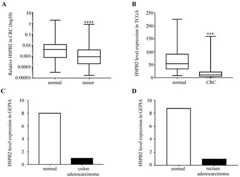 Mir 17 5p Promotes The Invasion And Migration Of Colorectal Cancer By