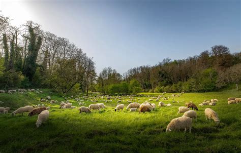 Wallpaper Greens Field Nature Sheep Pasture Meadow Sheep Cattle