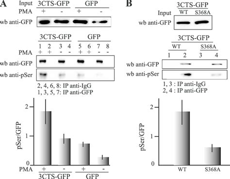 Phosphorylation Dependent Interaction Of PKC And 3CTS With 14 3 3 After