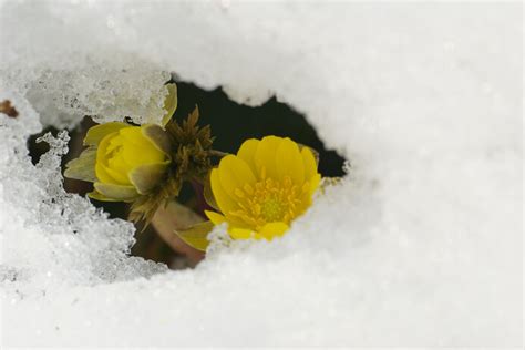 二月、寒さの中にも春の兆し！ 雪の下に新たな春が育っています 季節・暮らしの話題 2023年02月01日 日本気象協会 Tenki Jp