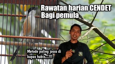 Rawatan Burung Cendet Buat Harian Bagi Pemula Sampai Gacor Dan Setabil