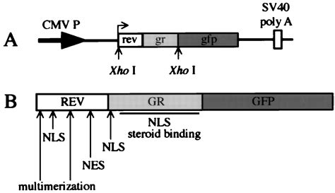 Reconstitution Of Hiv Rev Nuclear Export Independent Requirements