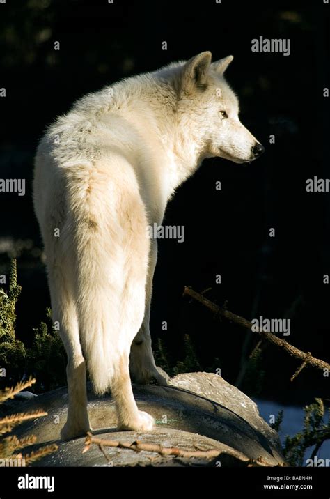 A White Grey Wolf At The Calgary Zoo Stock Photo Alamy