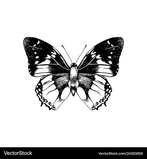 Hand Drawn Butterfly Royalty Free Vector Image